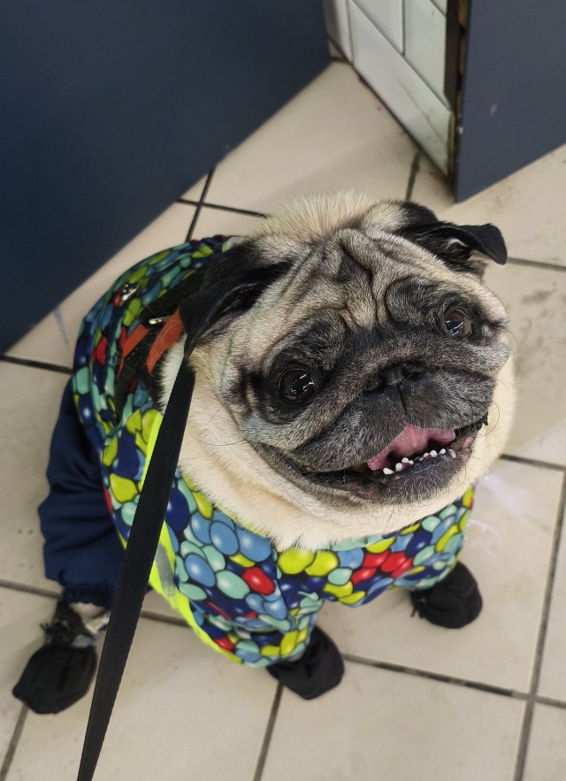 Мой Перси Ван Робин