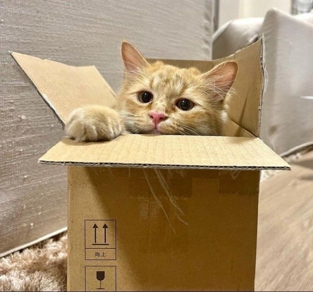 Котокоробковое
