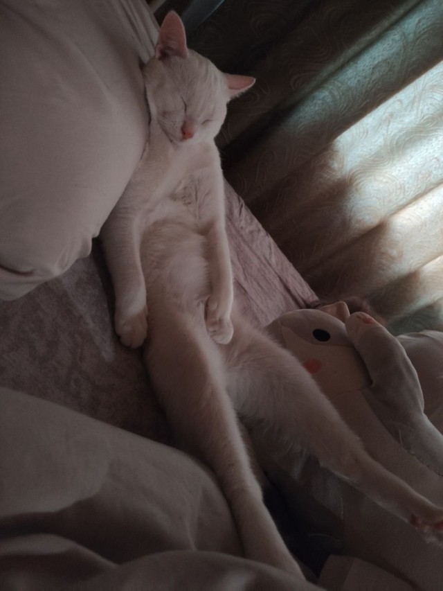 К котовторнику. Наш любимый плед.