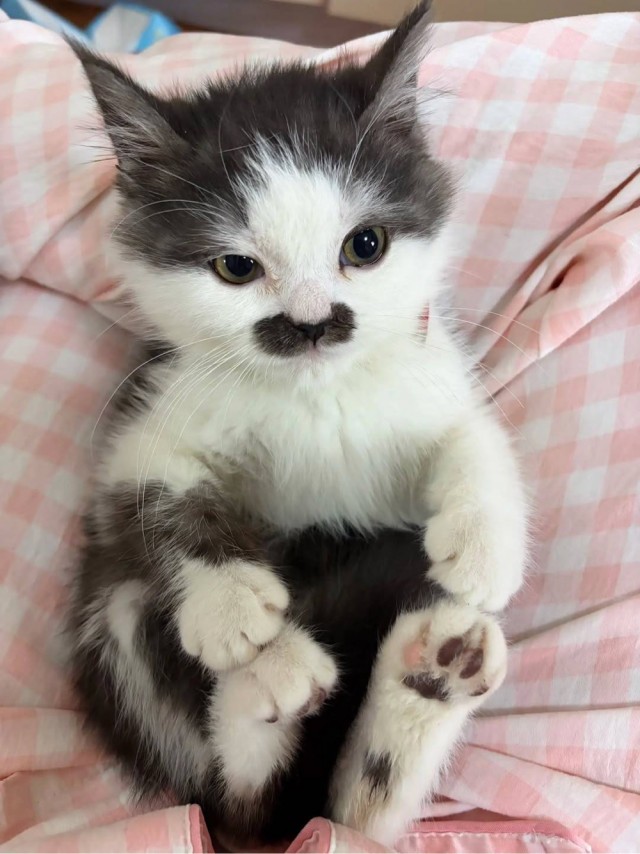 Просто красивый котенок