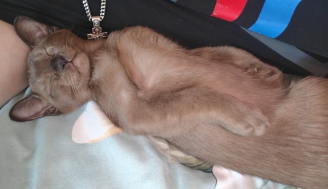 Принимайте в свои ряды которабы