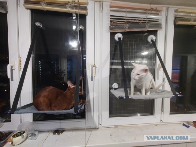 гамак котам, на окно.