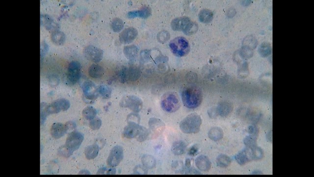 Строганина из рыбы