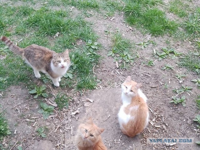 Жизнь домашнего приюта для котеек 577