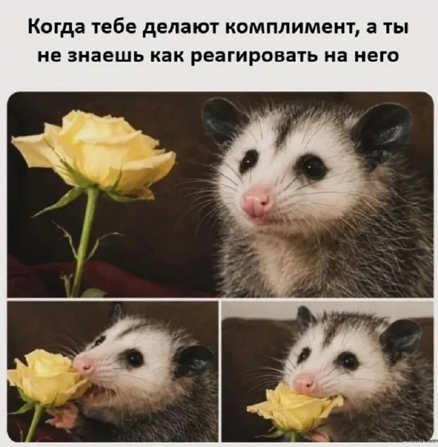 Так себе картинки 21.06.26