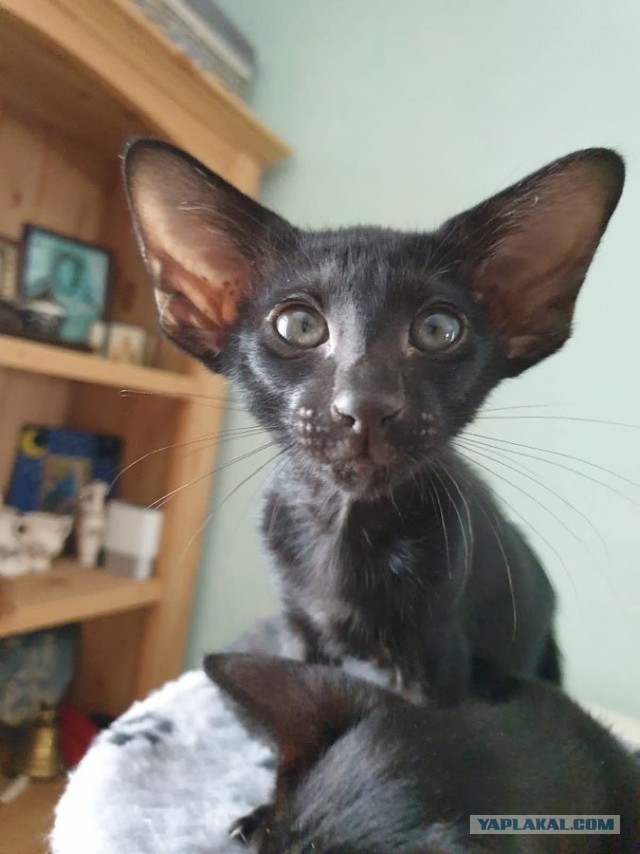 Фотки красивого кота.