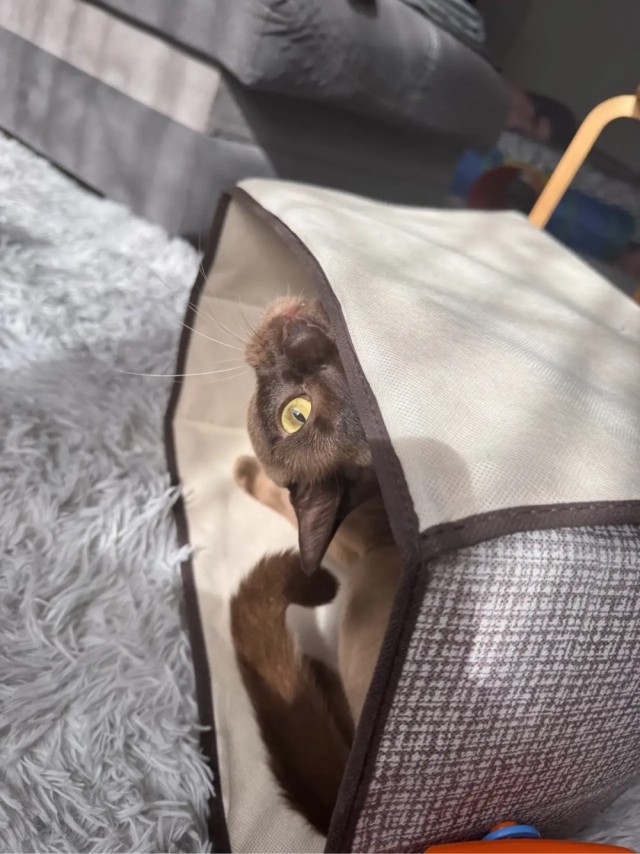Котовторник