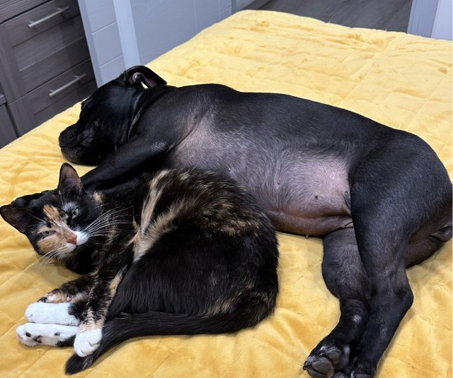 К-котовторник