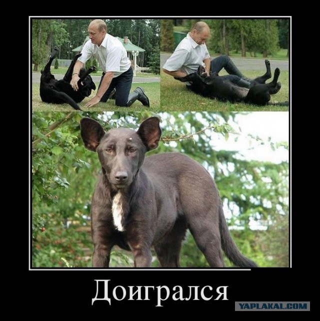 На Крещатике нашли собаку похожую на Путина
