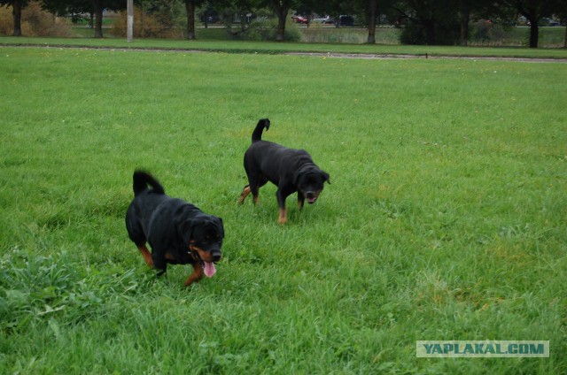 Собакочетверг на 02.01.2014