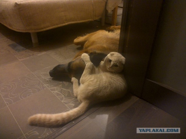 Собакочетверг на 02.01.2014