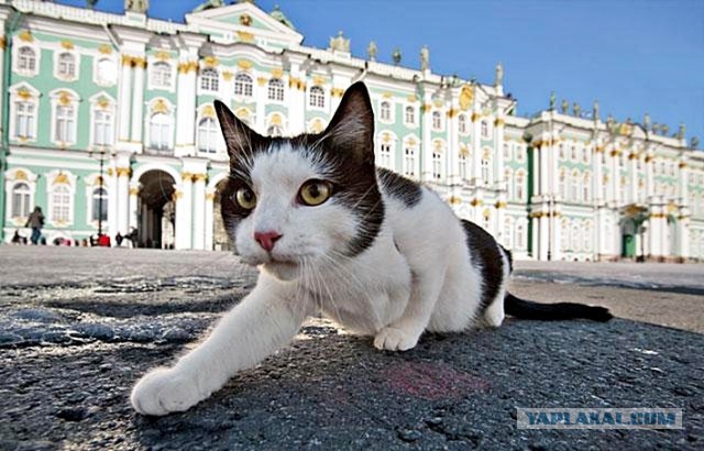 Подвиги сибирских котЭ и не только...!