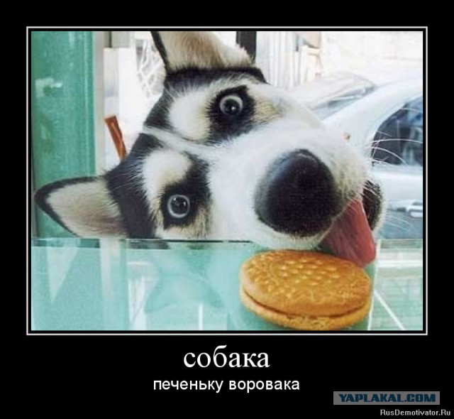 Собакочетверг