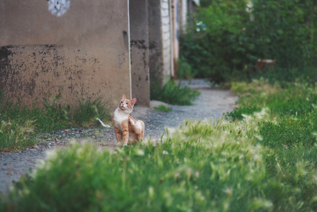 Котовторник 22.07.14