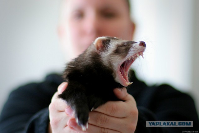 А у тебя есть фото твоей зевающей котейки ?