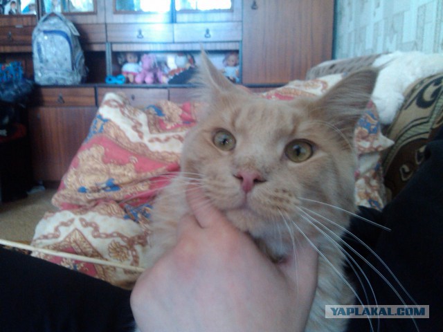 Котовторник 02.09.2014