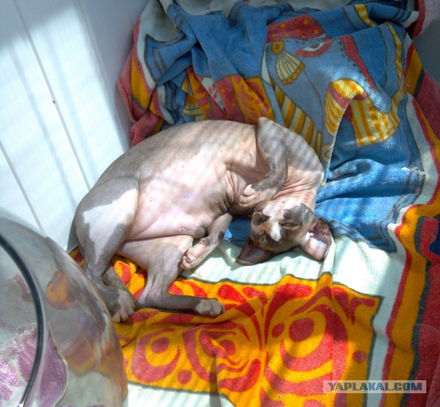 Если есть кошачье ню, то оно выглядит вот так...