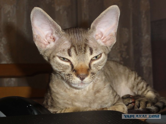 Дикий котовторник