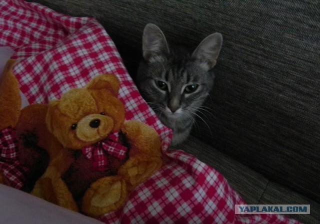 Котовторник