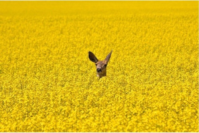 Подборка фотографий, на которых нет ничего лишнего