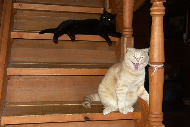 Коты, кошки, котята