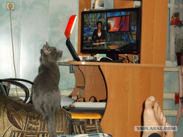 Котовторник 03.05.2016