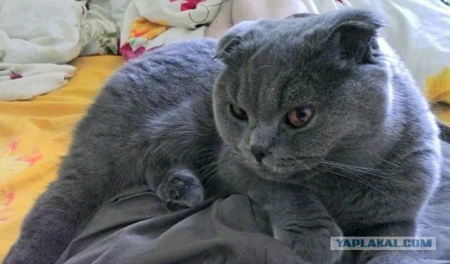Котовторник 05.07.16