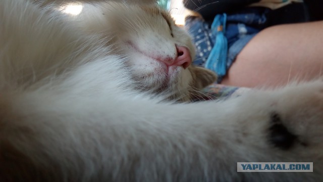 Котовторник 09.08.2016