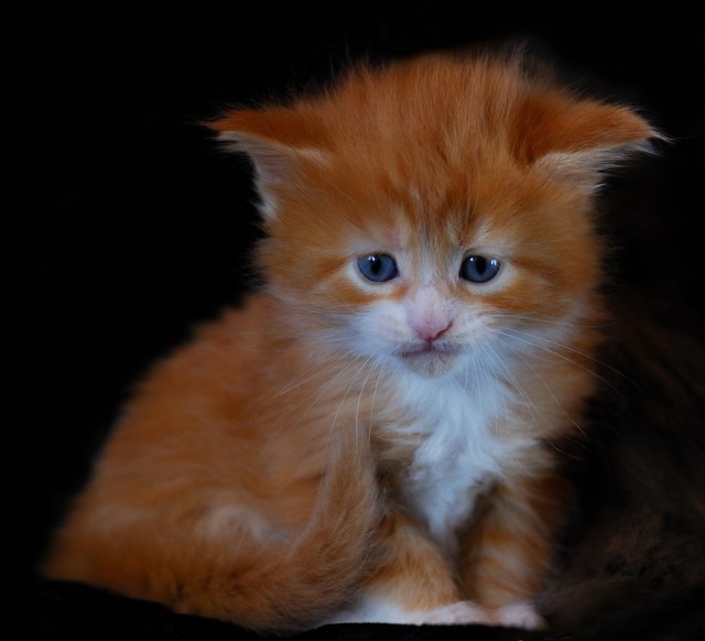 Котовторник на ЯПе (29.01)