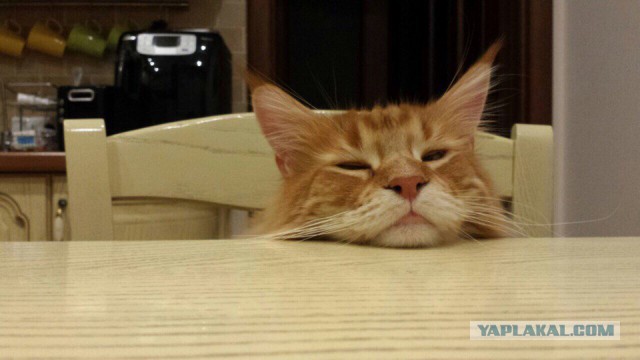 Котовторник 27.12.2016