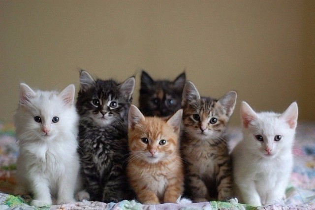 Коты из сети