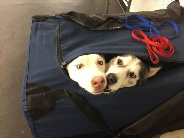 Самые смешные животные
