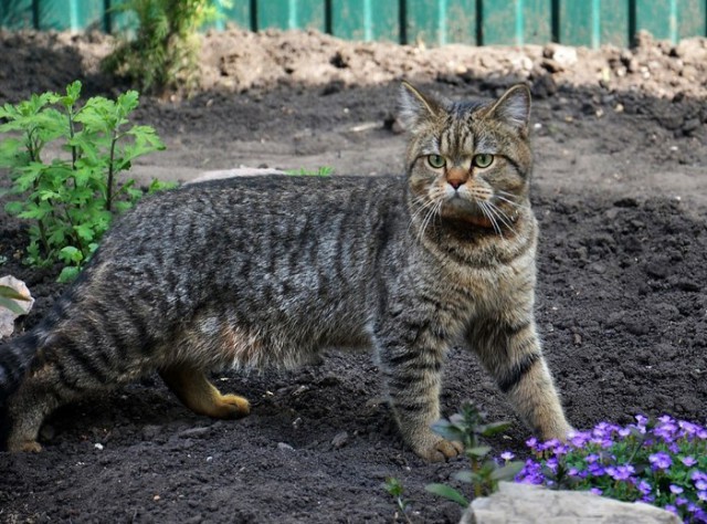 24 кота, которые подняли дерзость на новый уровень