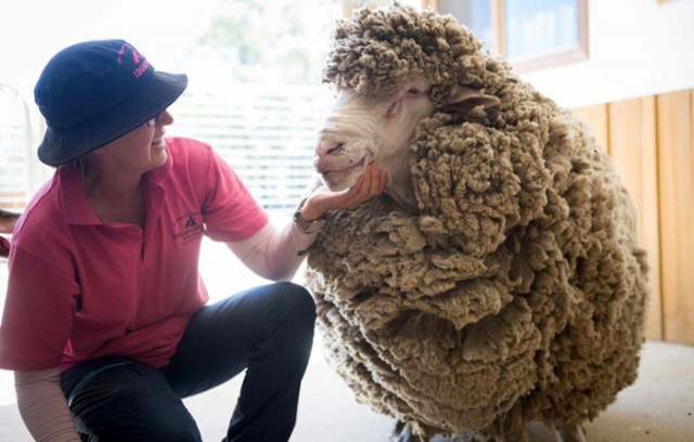 Своя ноша тоже тянет: В Австралии нашли овцу, которую 4 года никто не стриг