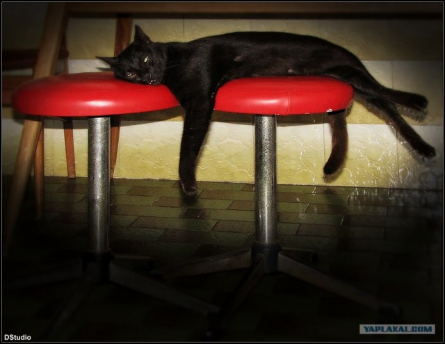 Котовторник на 29 июня