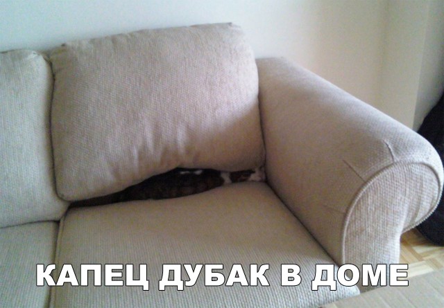 Немного милоты