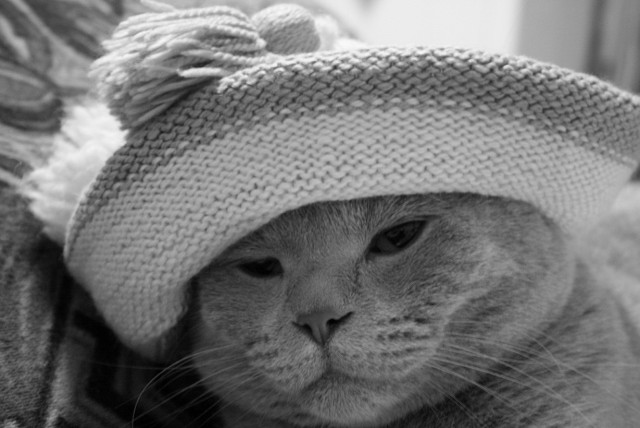 Котовторник!
