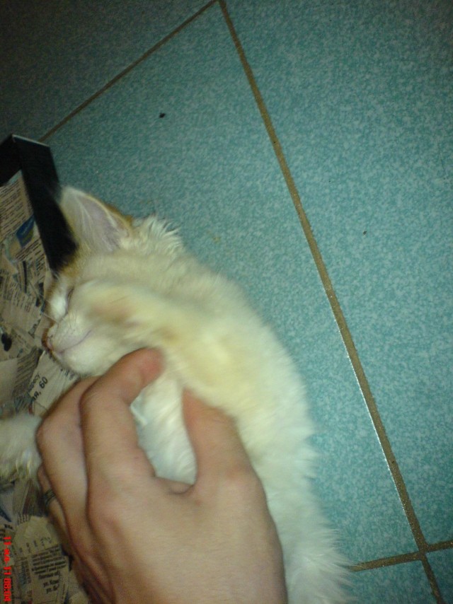Десантный котовторник
