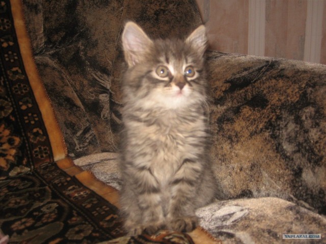 Первый котовторник октября