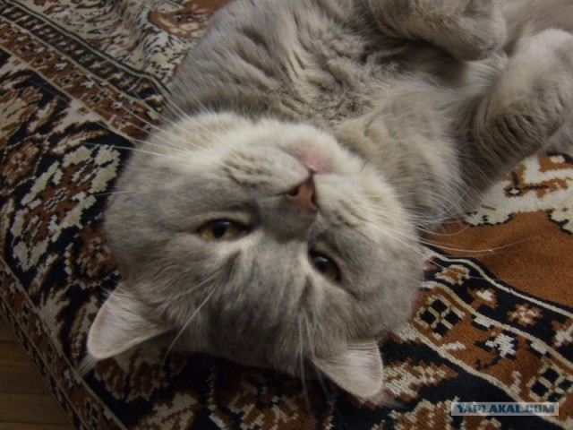 Котовторник 1 мая 2012