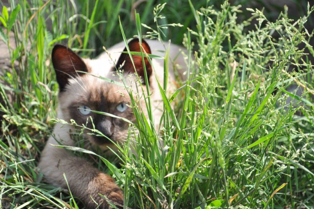Котовторник на 26.06.12