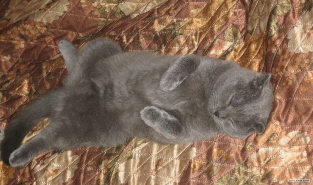 Котовторник 24.07.2012