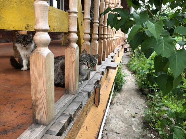 Вся красота уличных котов