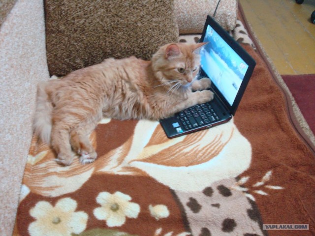 Котовторник  16.10.12