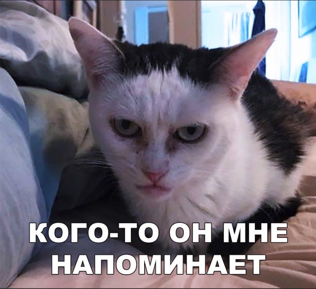 Забавные фото котеек