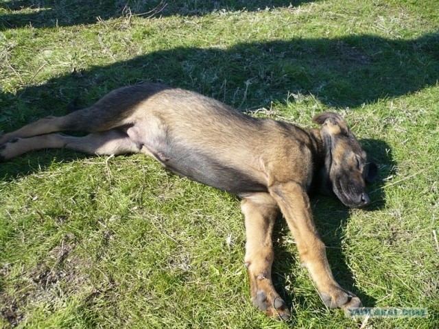 Собакочетверг 10.01.2013