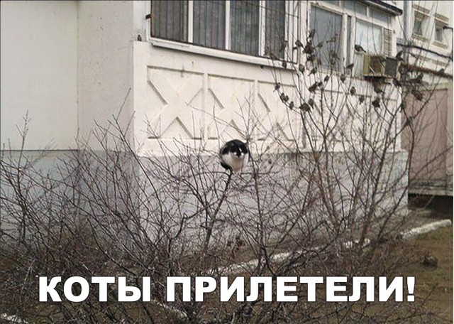 Забавные фото котеек