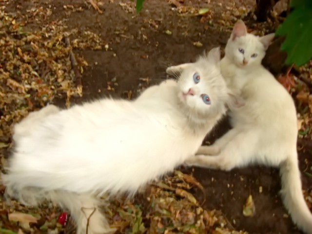 Дикий котовторник