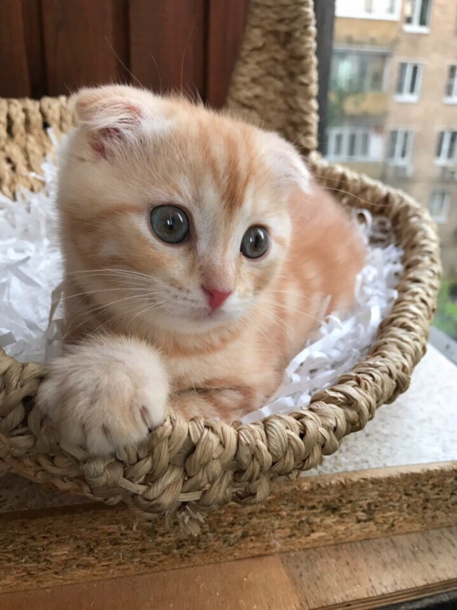 Забавные фото котеек