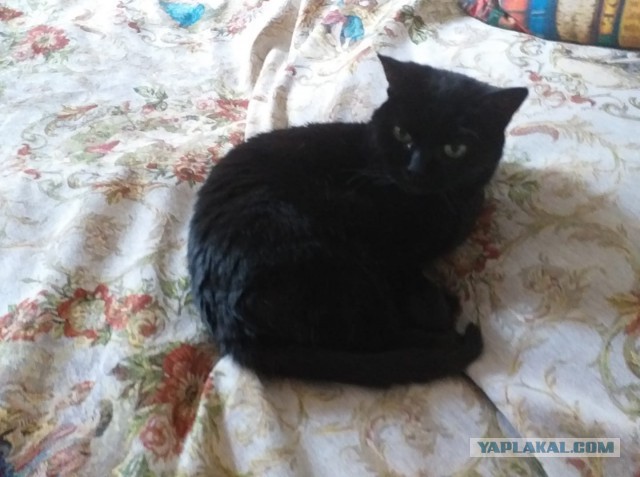 Котовторник  06.08.2019